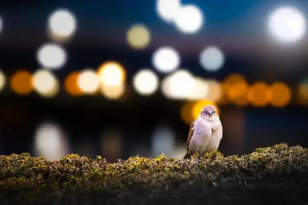 Un gorrión posado en un arbusto, con luces de ciudad desenfocadas al fondo, un ejemplo de la **contaminación lumínica** que afecta a la fauna urbana.