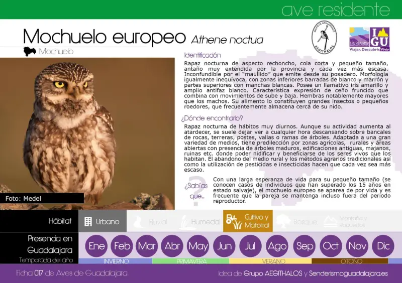 Un mochuelo europeo, un ave rapaz nocturna de aspecto rechoncho, con iris amarillo y antifaz blanco.