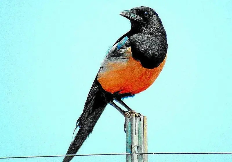 Pájaro urraca de plumaje negro y naranja brillante, posado sobre un poste contra un cielo azul claro.